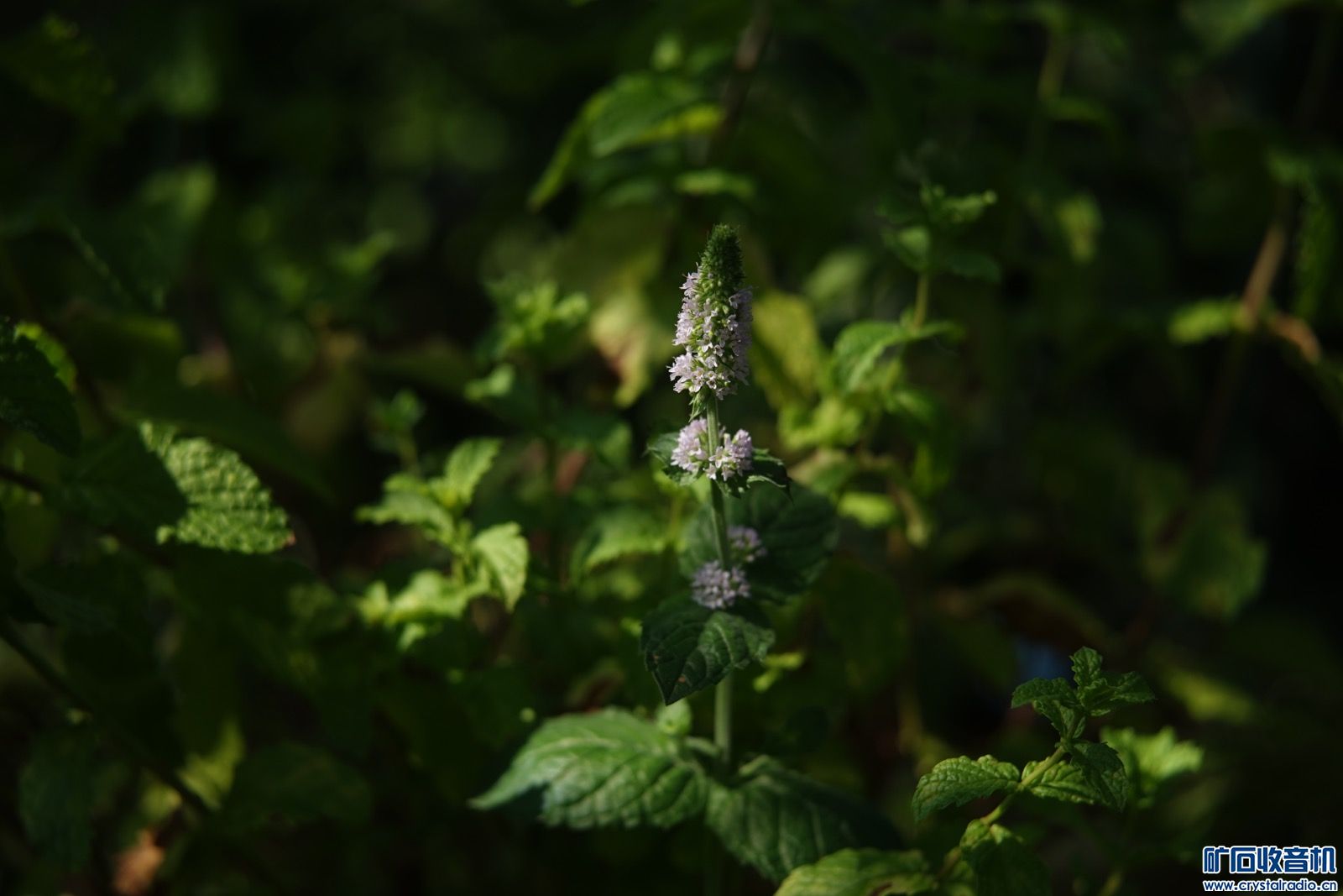 040EBB71-AE14-44AD-A580-5188B056CD27.jpeg