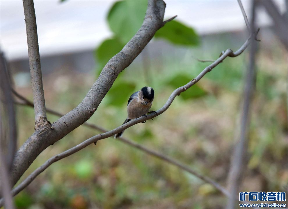 DSC_0672_.jpg