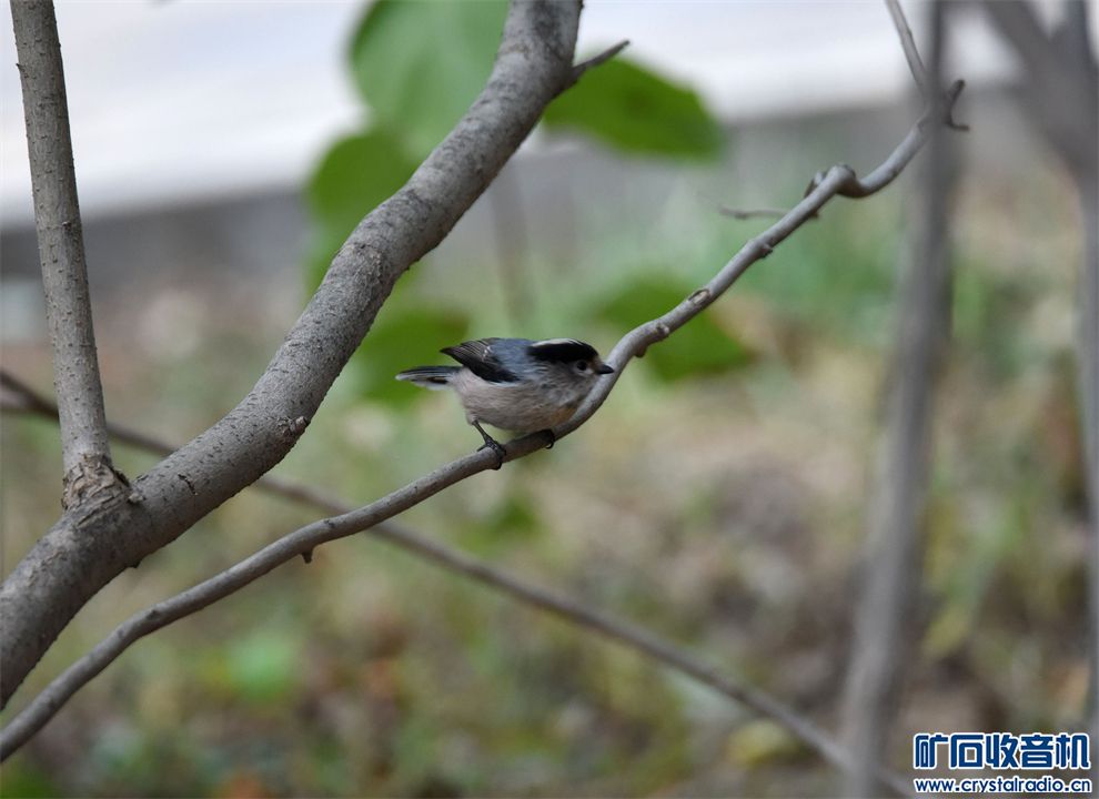 DSC_0681_.jpg