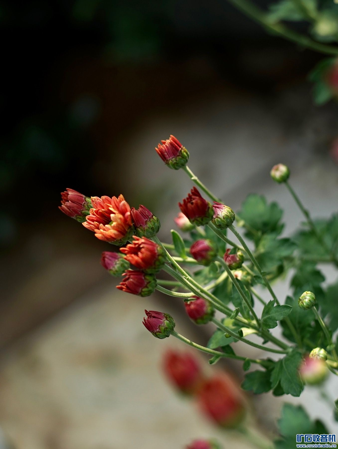 0C29400F-E89D-42F0-B81D-783A1675B279.jpeg