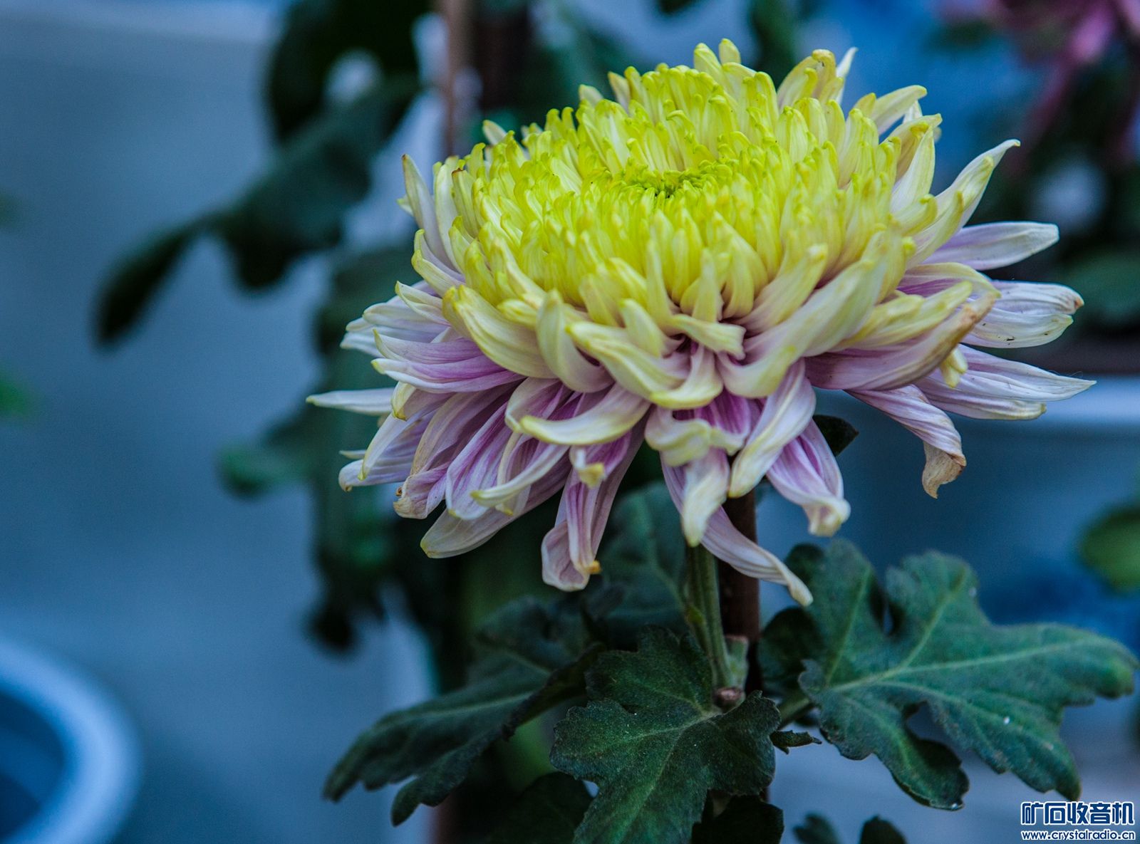 DSC_4694.JPG