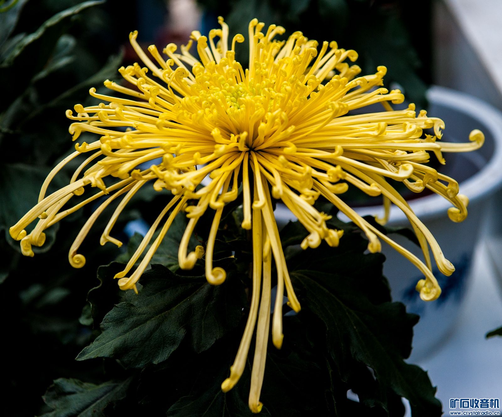 DSC_4701.JPG