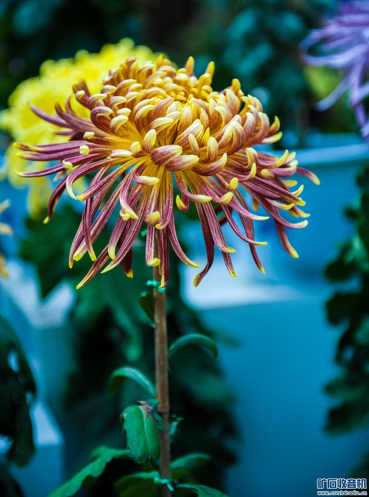 DSC_4715.JPG