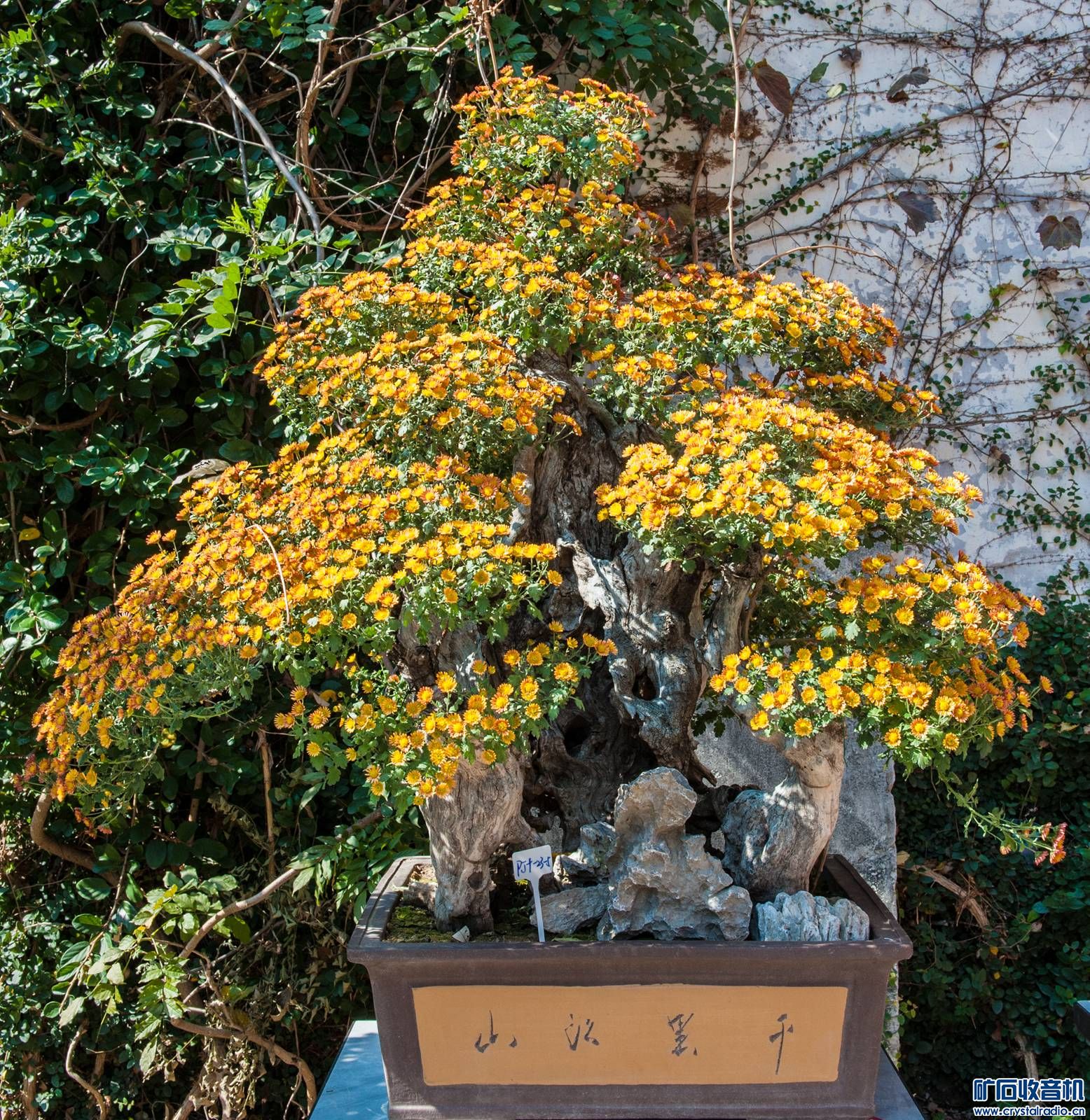 DSC_4807.JPG