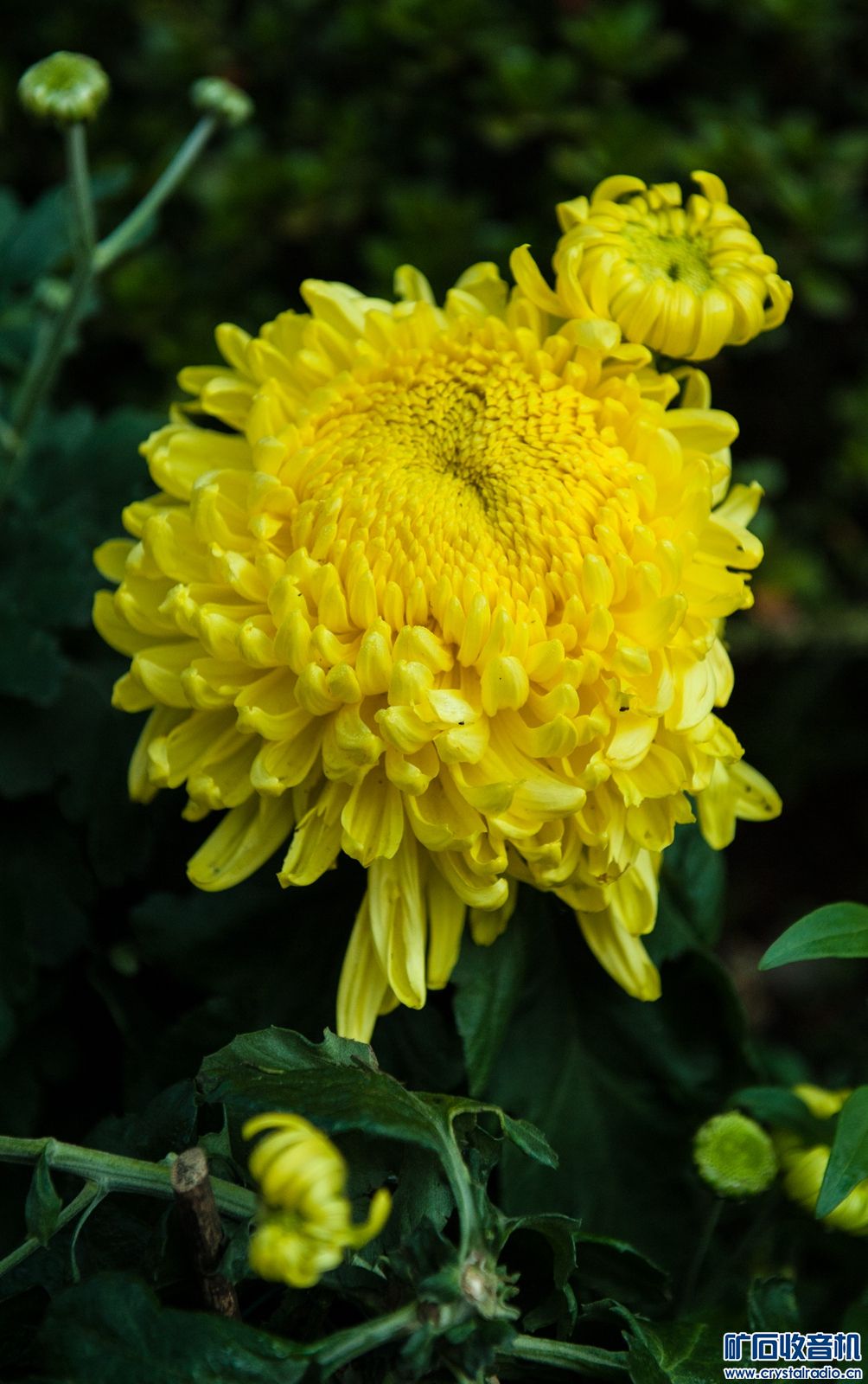 DSC_4612.JPG