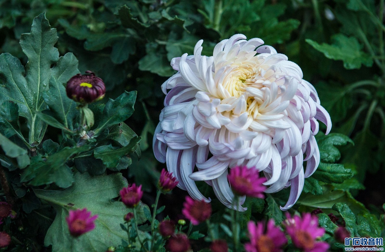 DSC_4618.JPG