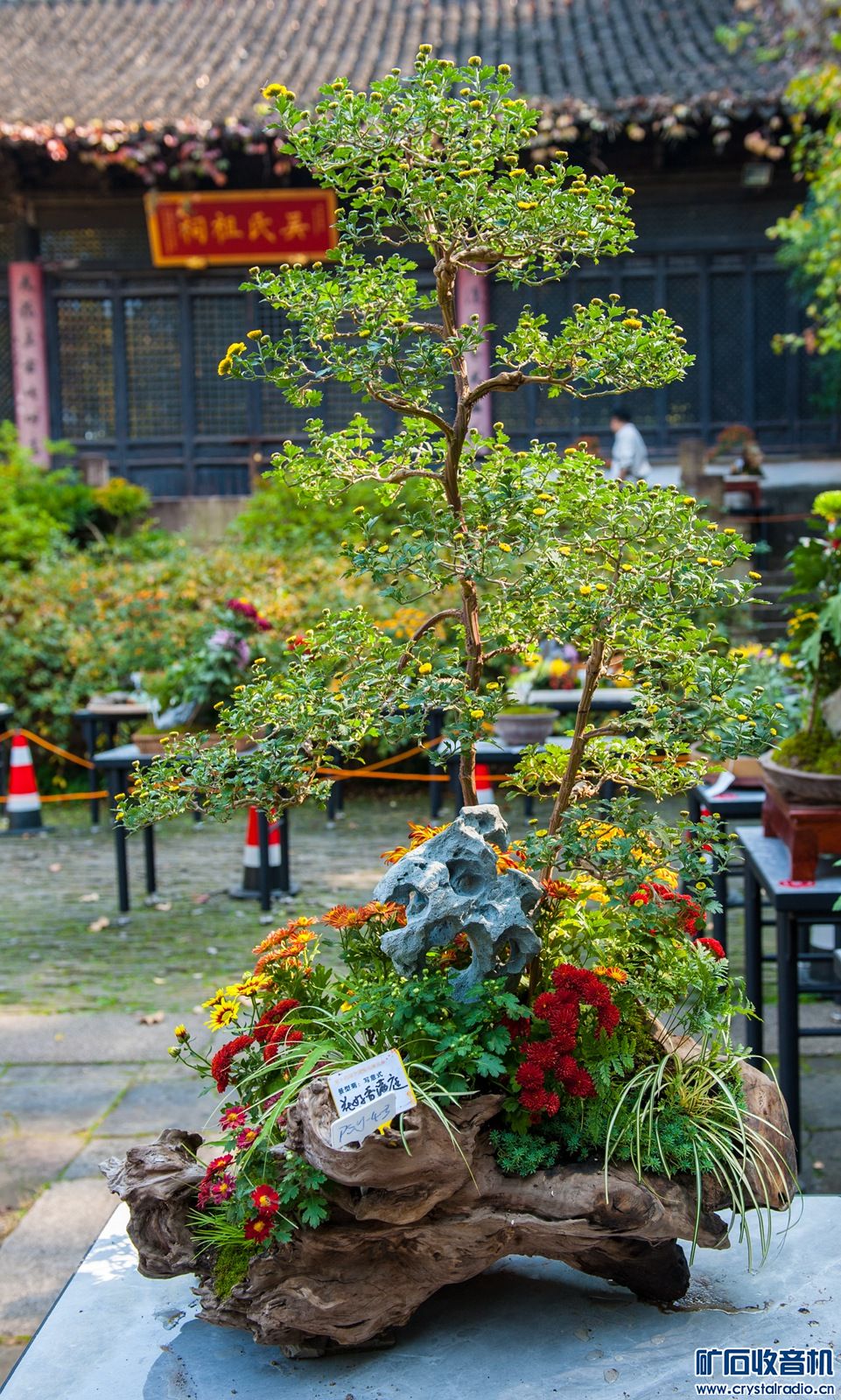DSC_4783.JPG
