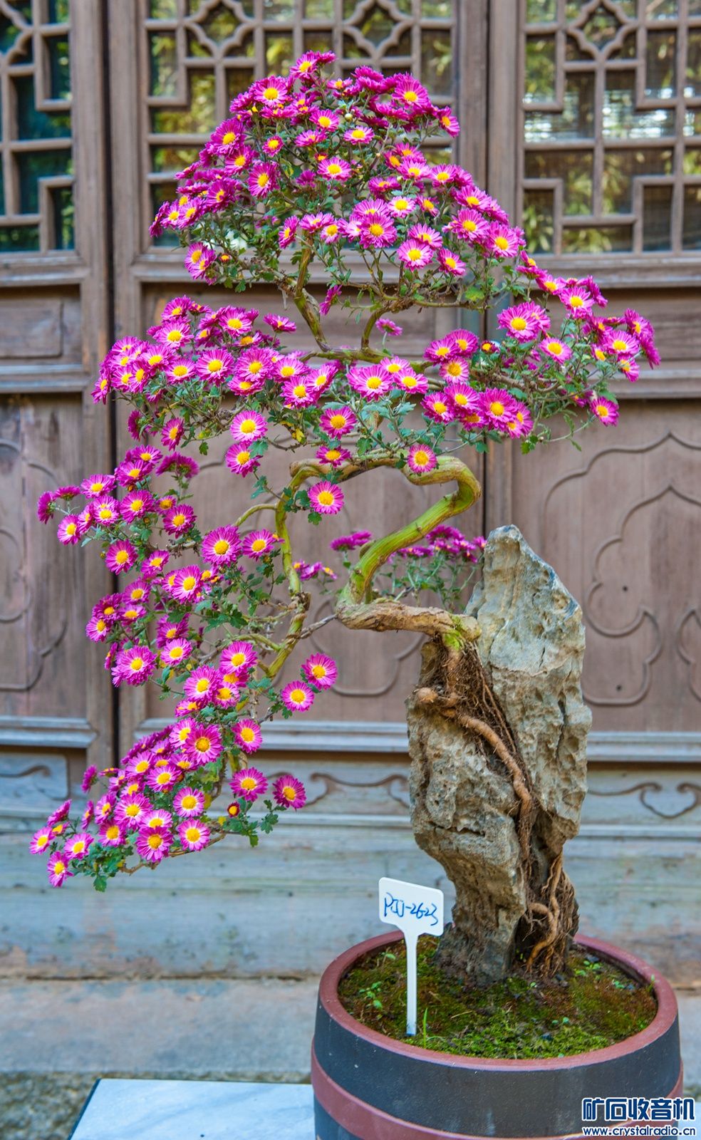DSC_4819.JPG