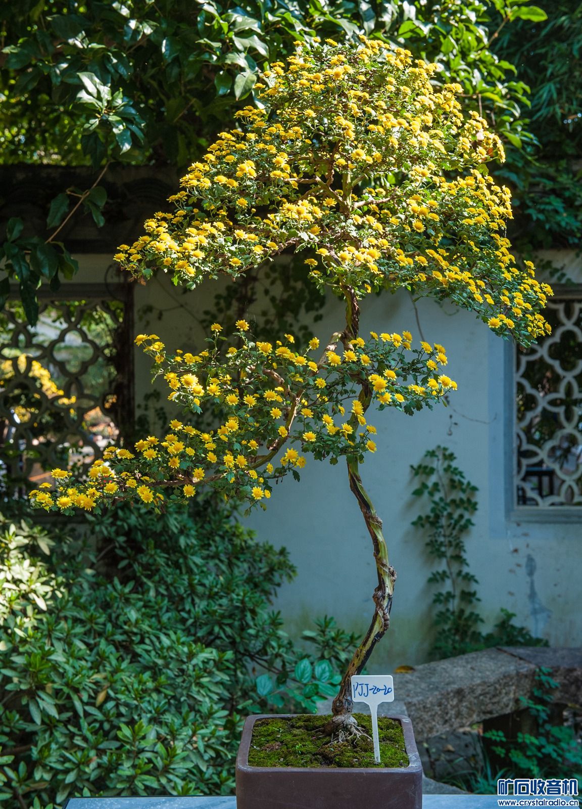 DSC_4816.JPG