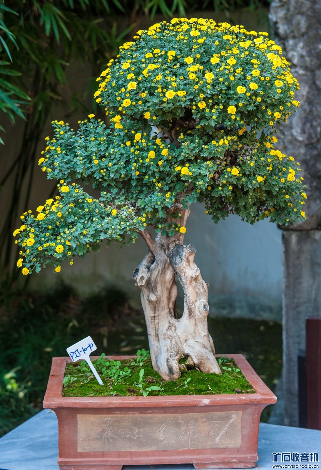 DSC_4829.JPG