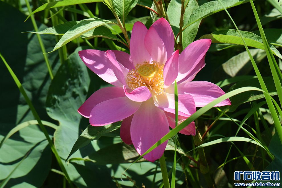 DSC_7536__.jpg