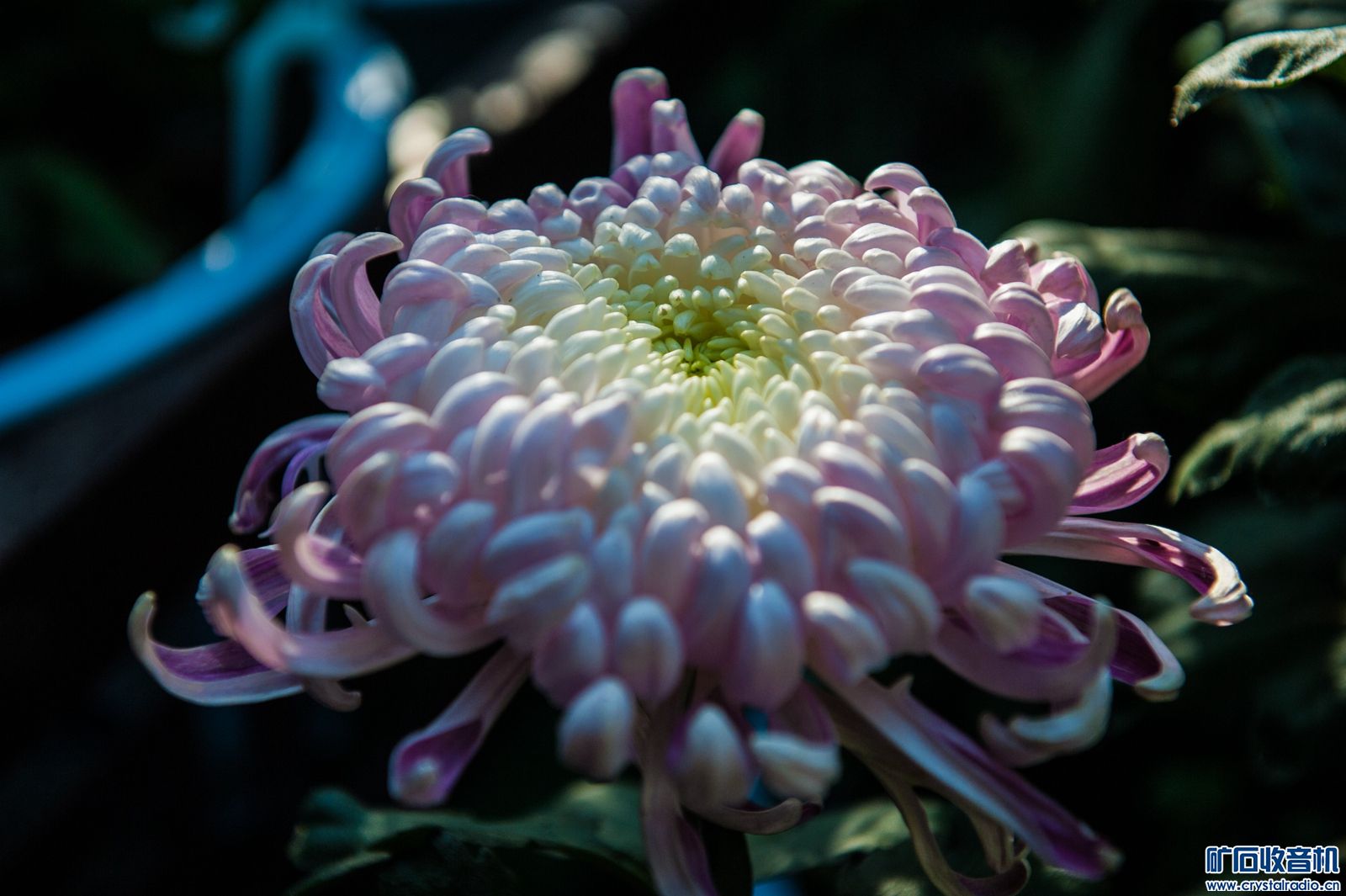 DSC_4917.JPG