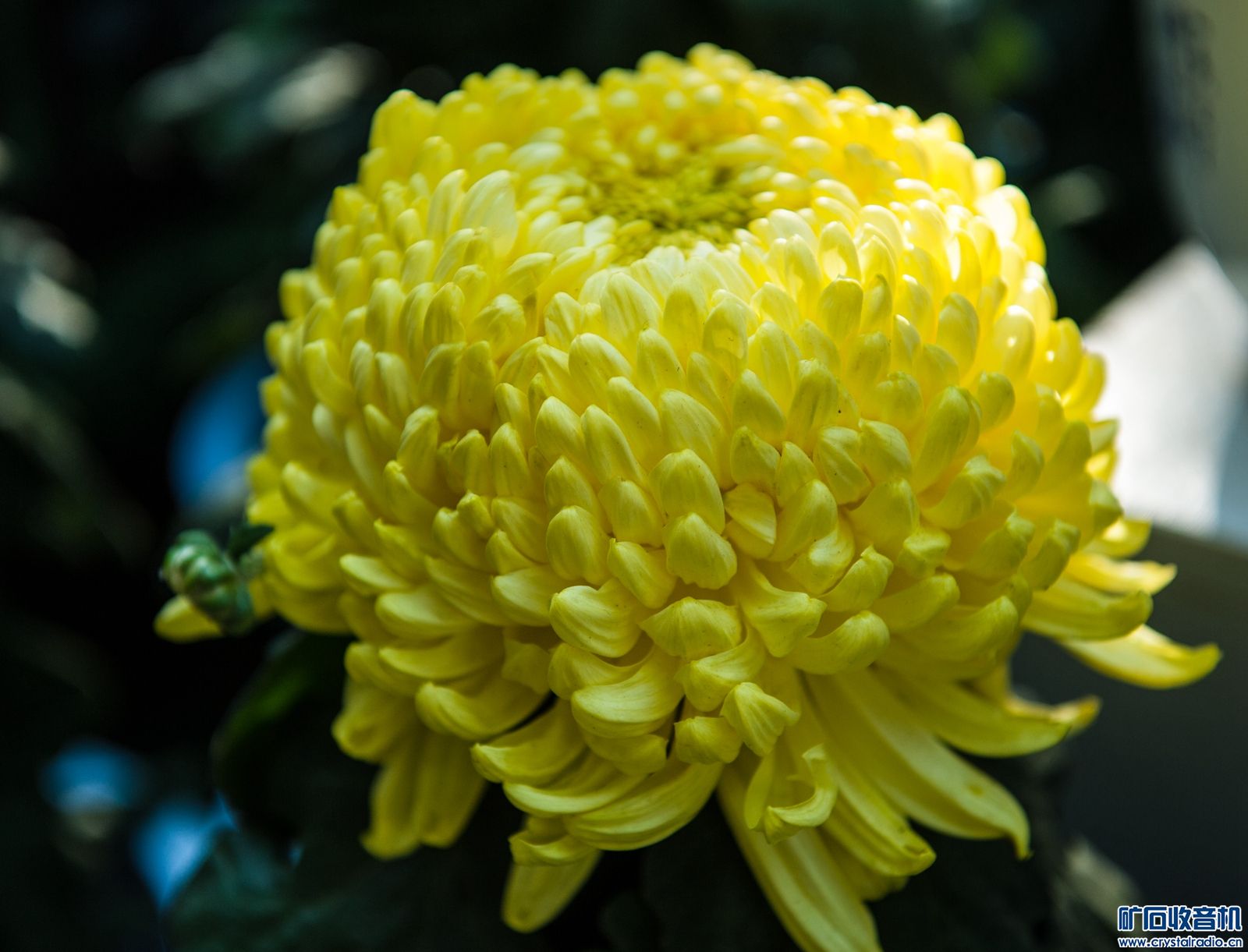 DSC_4918.JPG