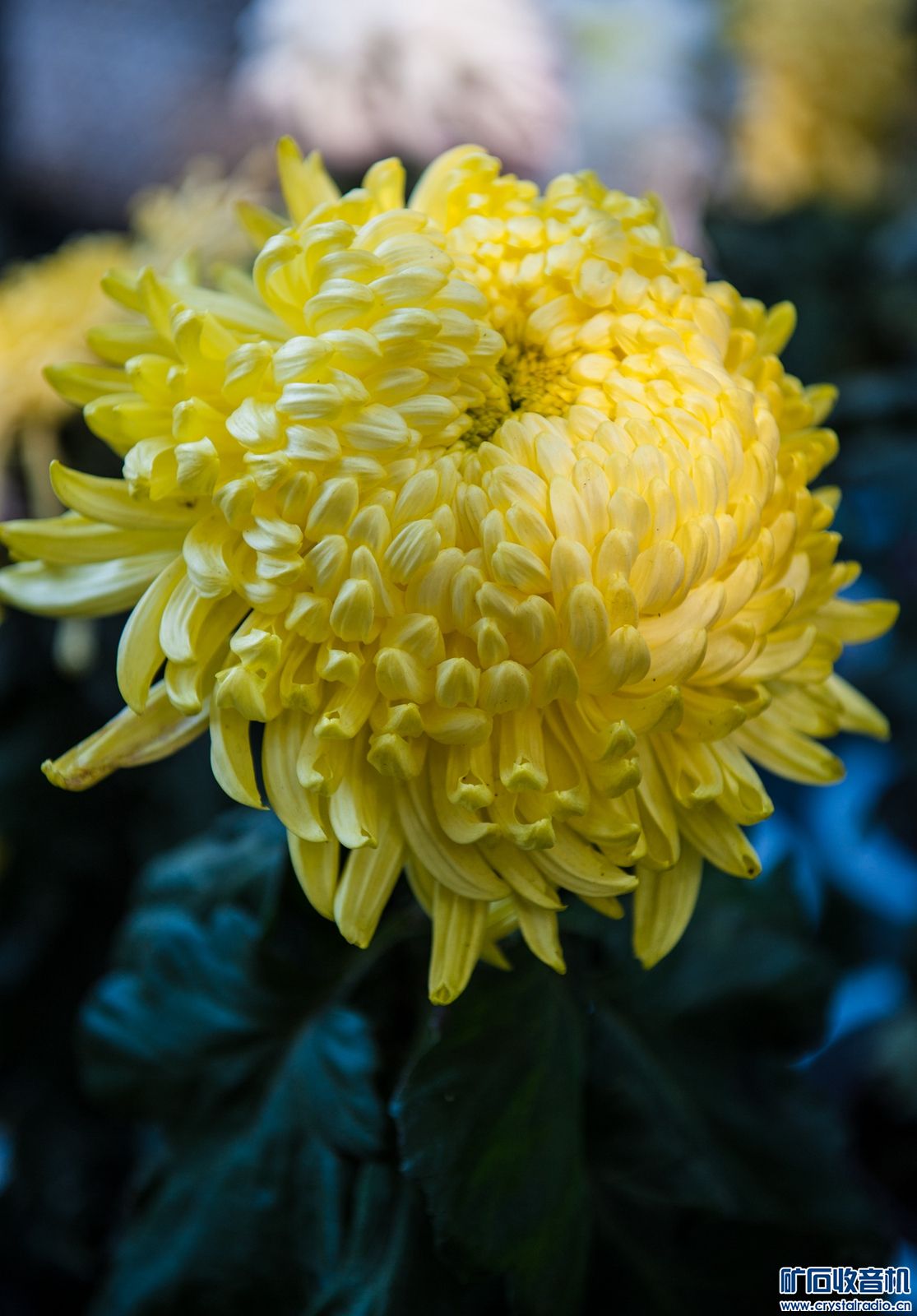 DSC_4921.JPG