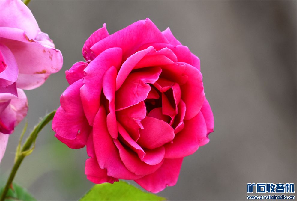 DSC_7063__.jpg