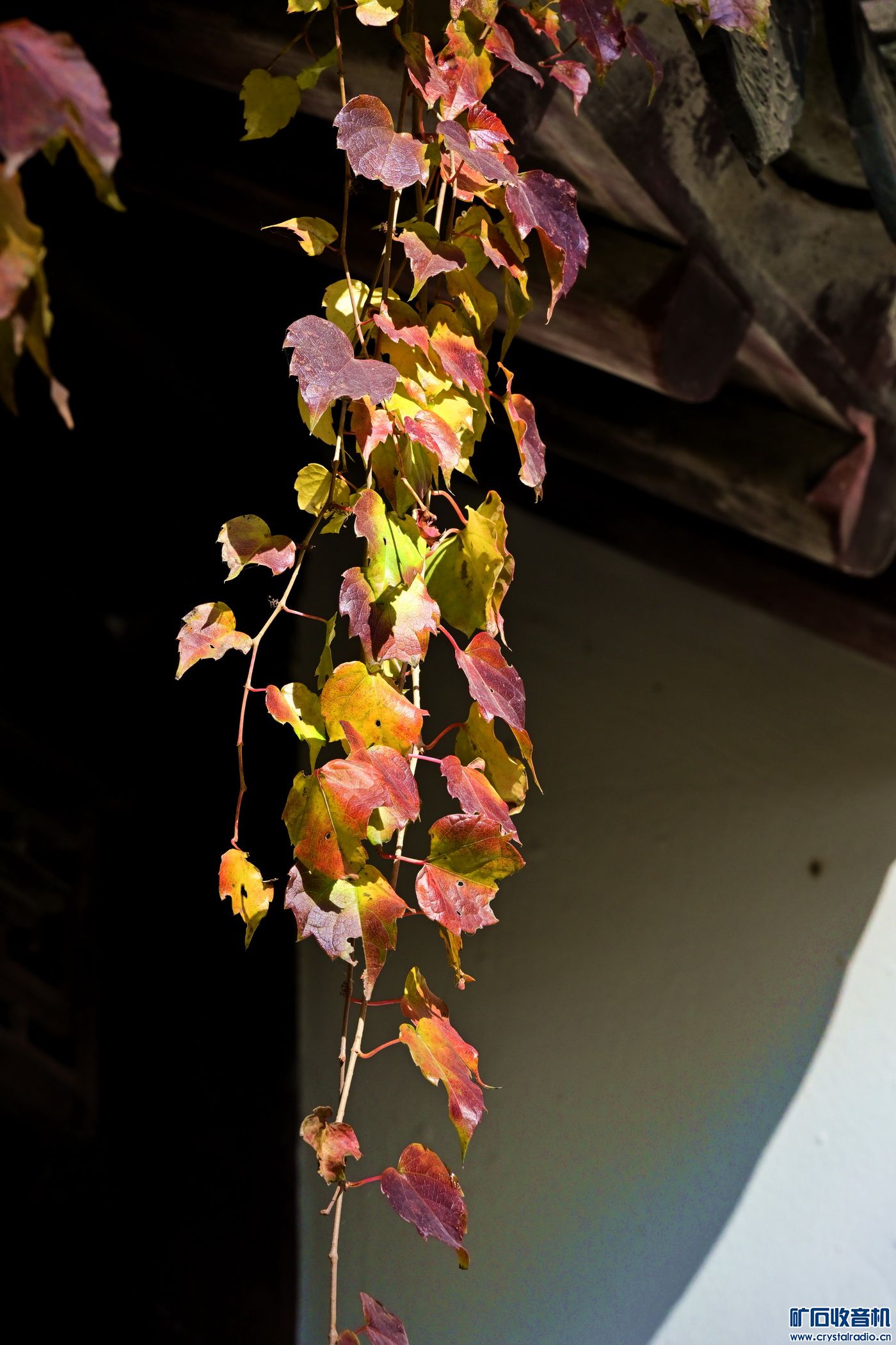 _DSC4965.jpg