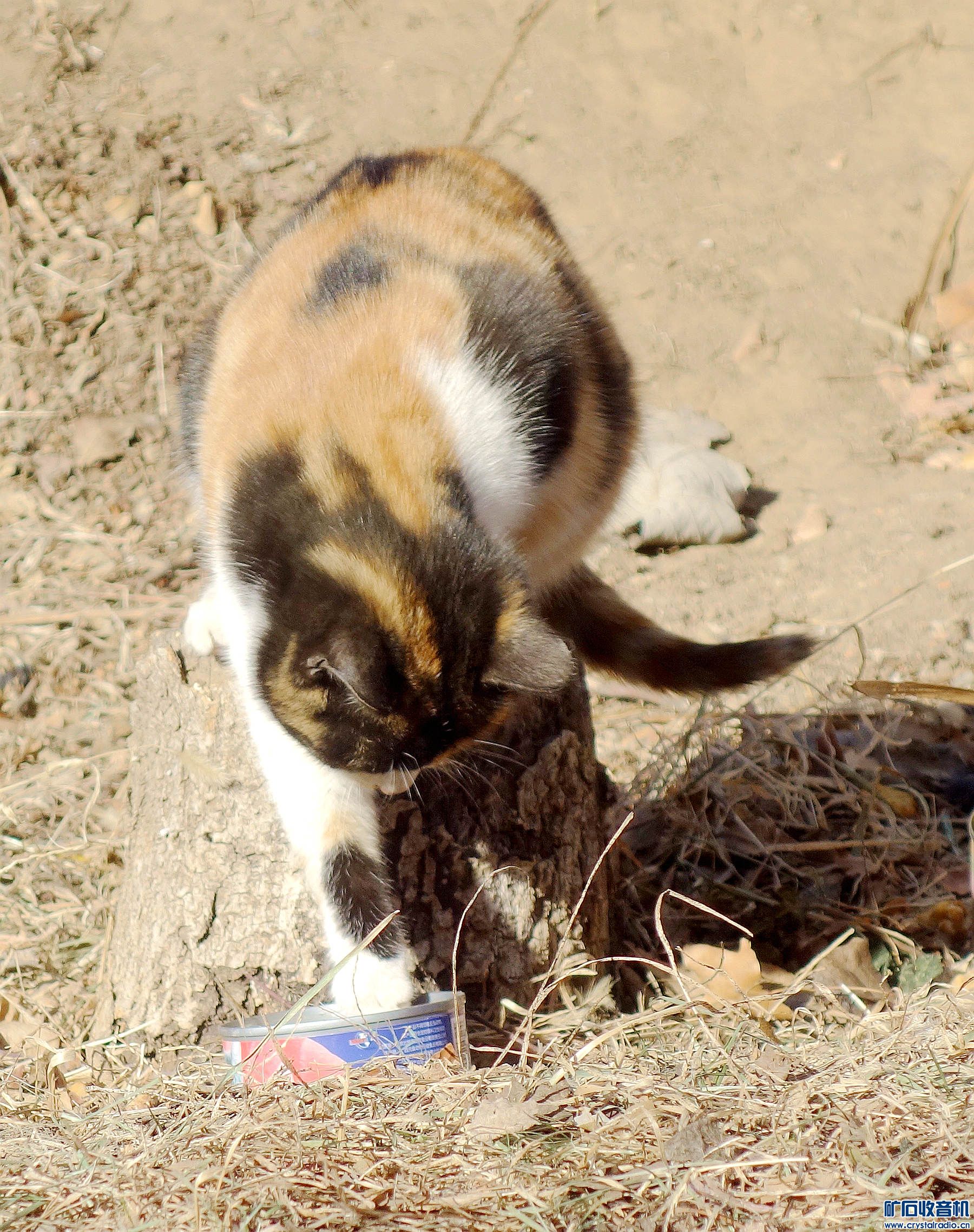 DSC05312.jpg