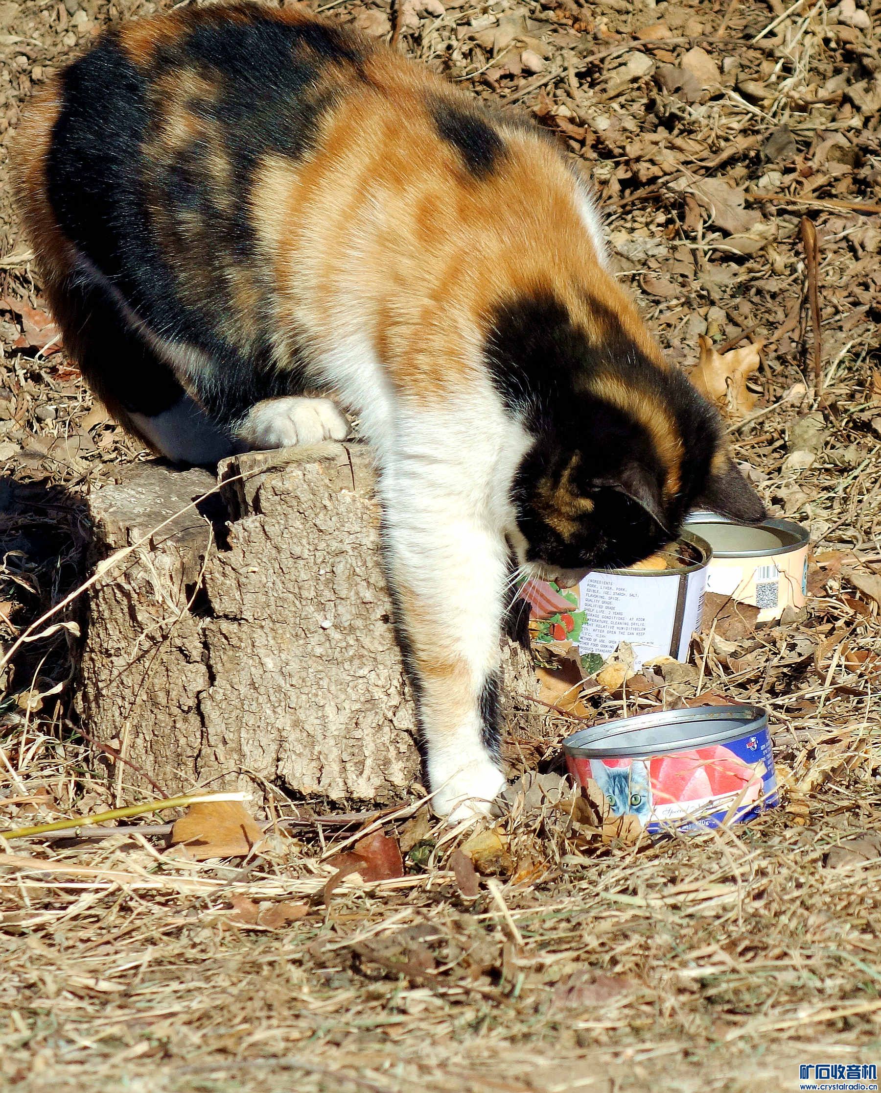 DSC05331.jpg