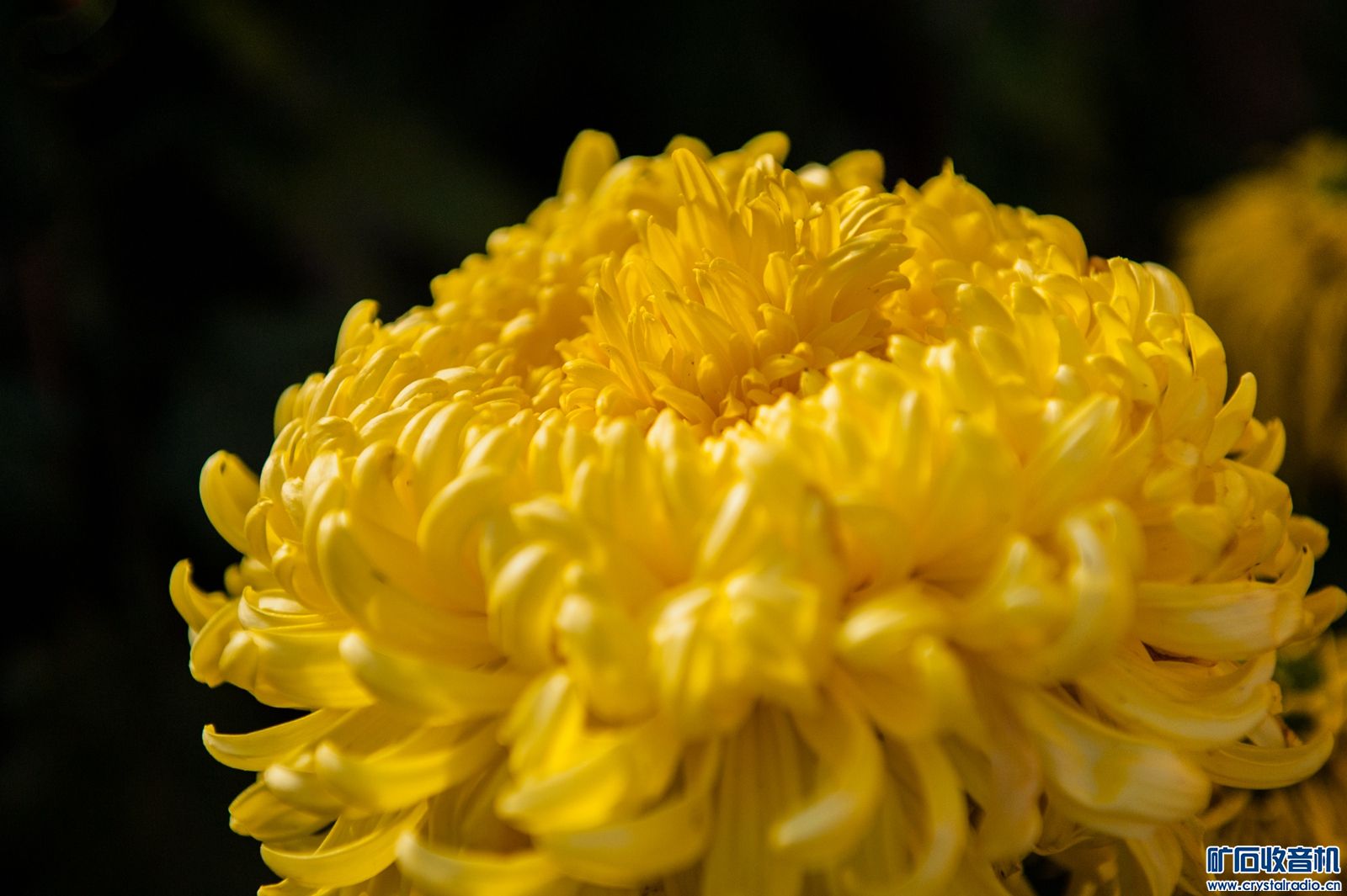 DSC_4879.JPG