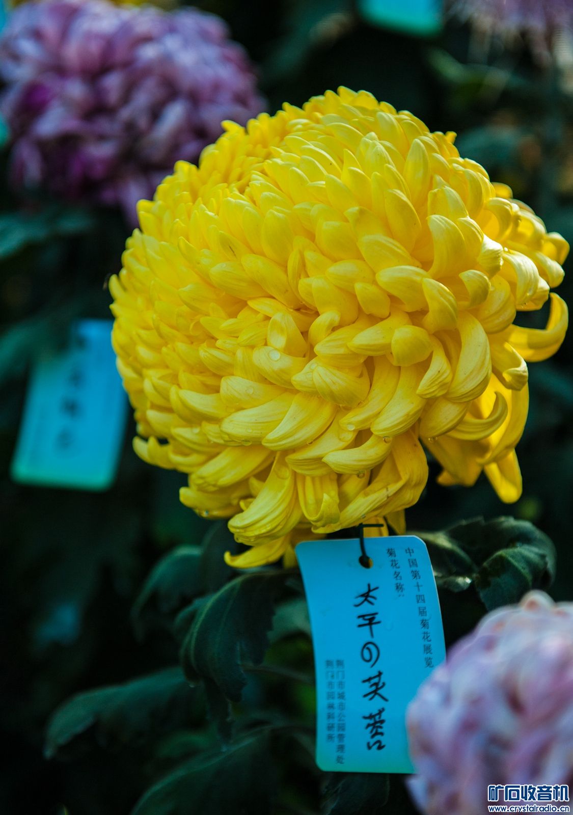 DSC_4886.JPG