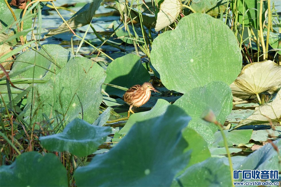 DSC_3048__.jpg