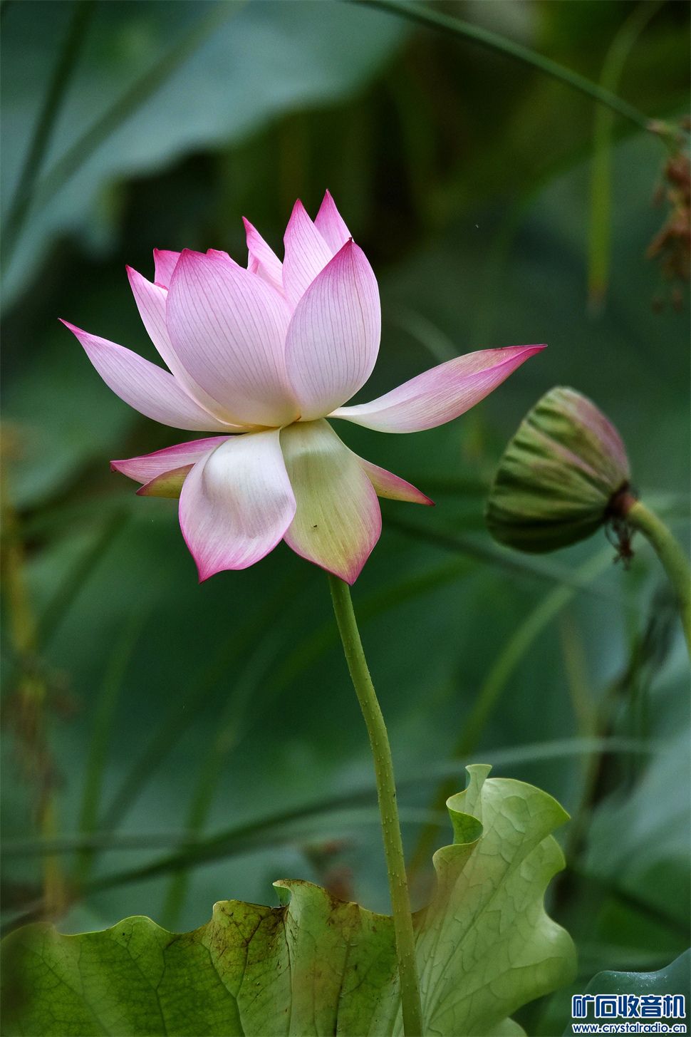 DSC_3479__.jpg