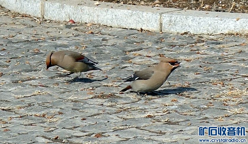 DSC09900.jpg