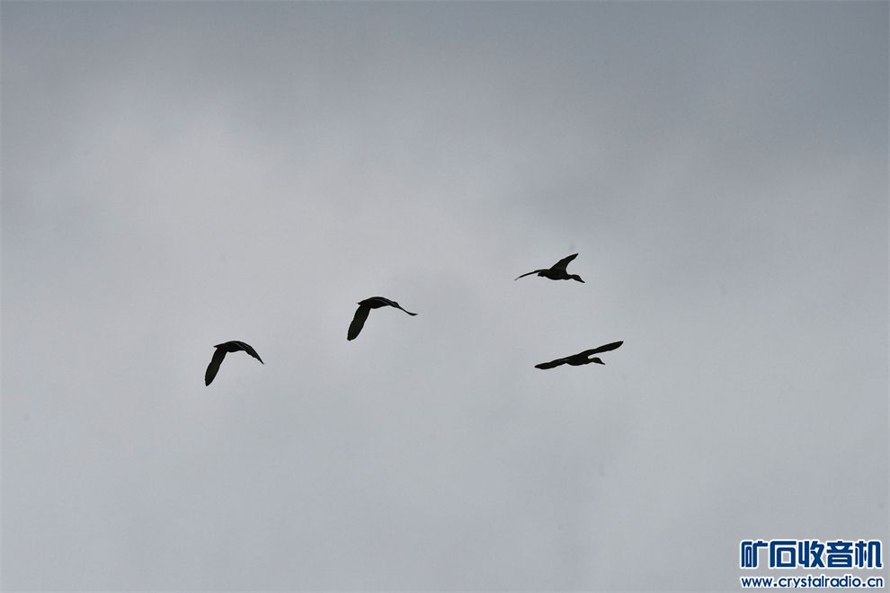 DSC_4082__.jpg