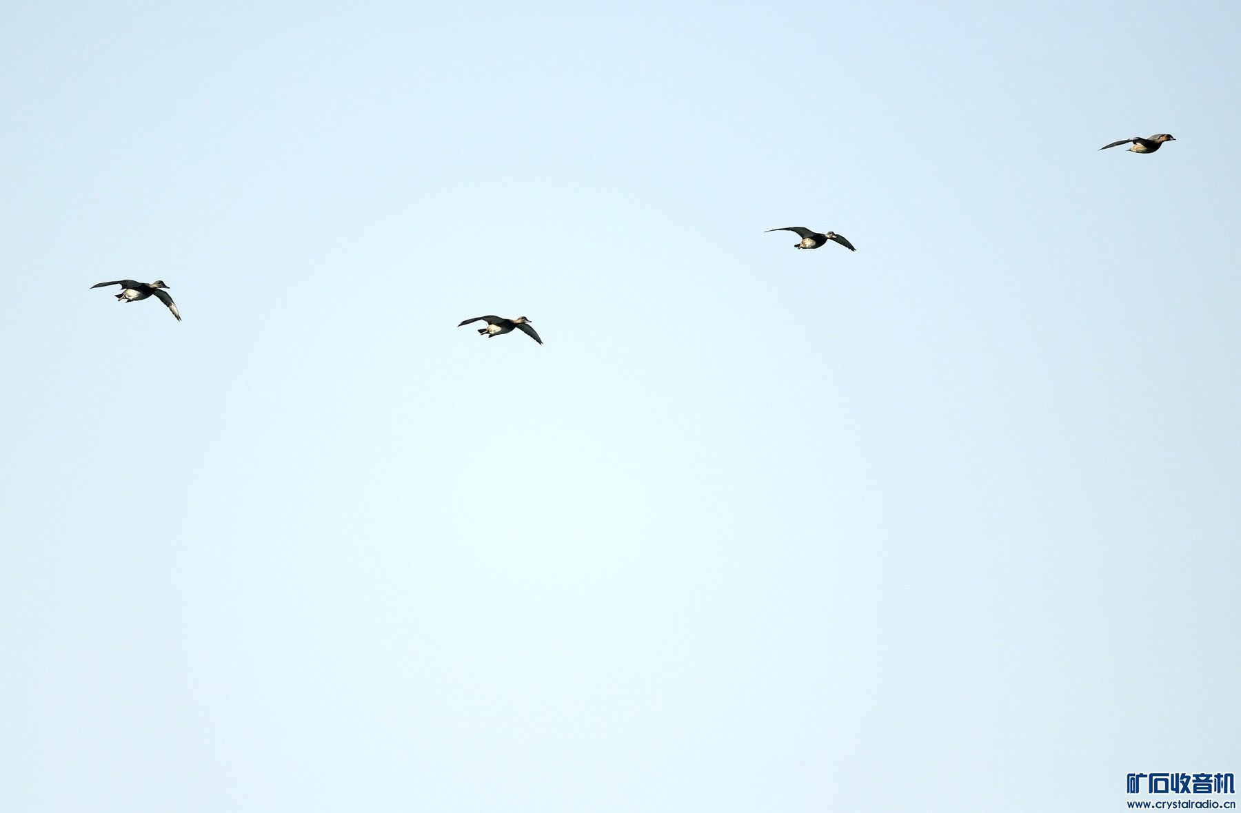 82FC4D1E-15B9-46D2-B4BC-6261258CAF49.jpeg