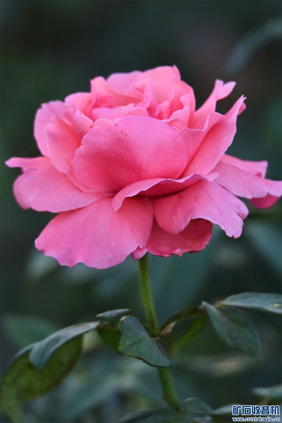 DSC_3973__2.jpg