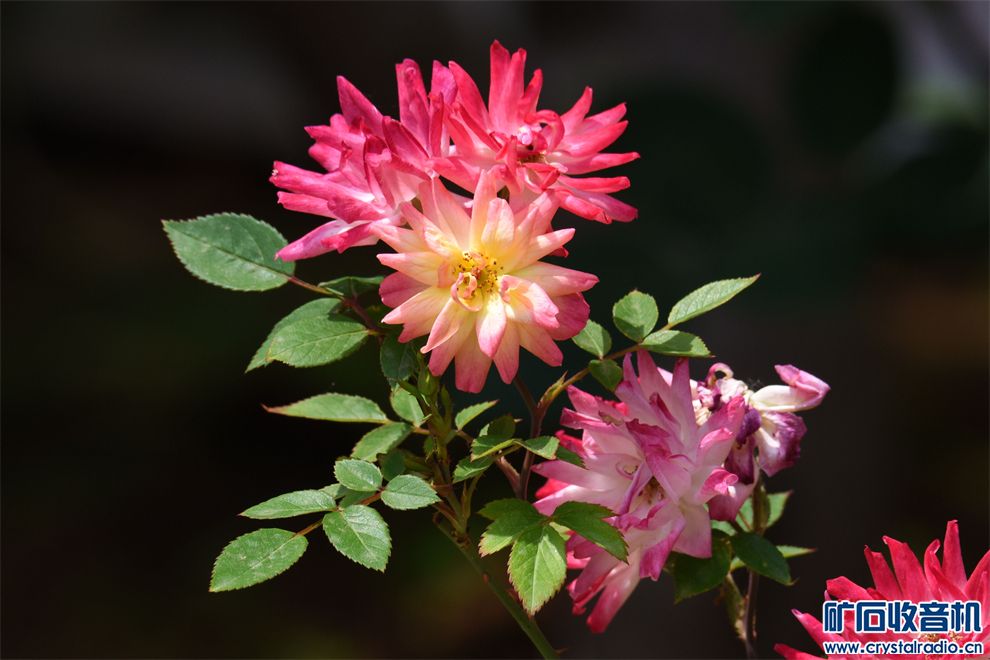 DSC_7246__.jpg
