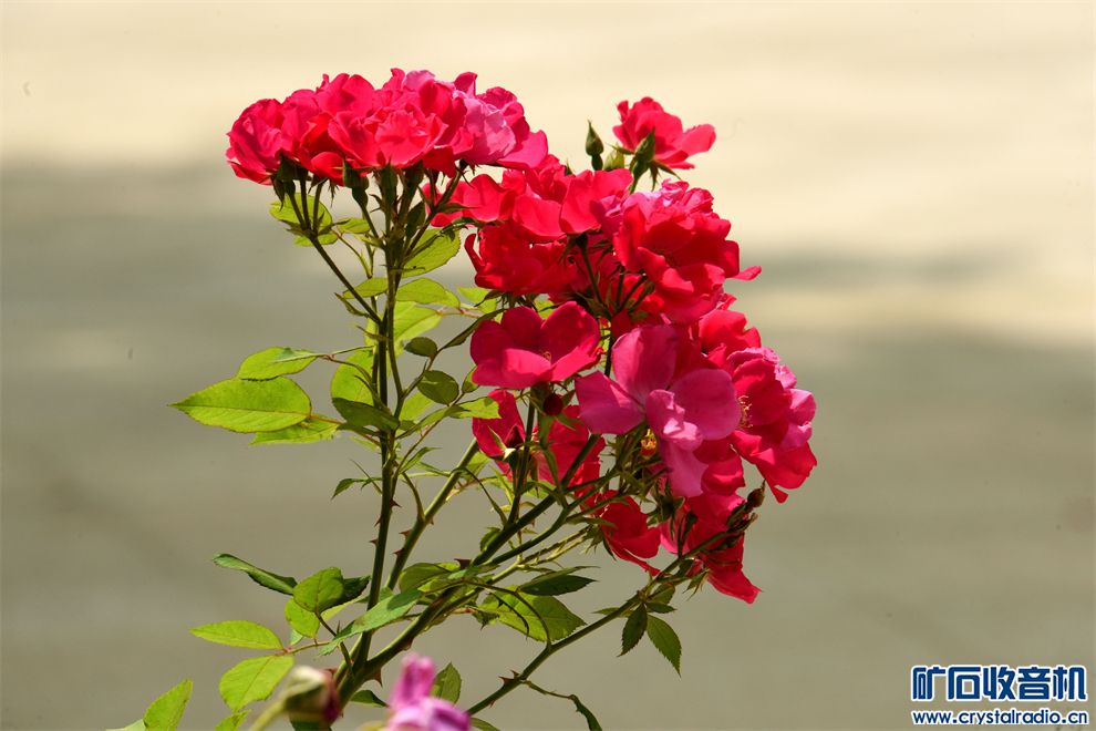 DSC_7081__.jpg