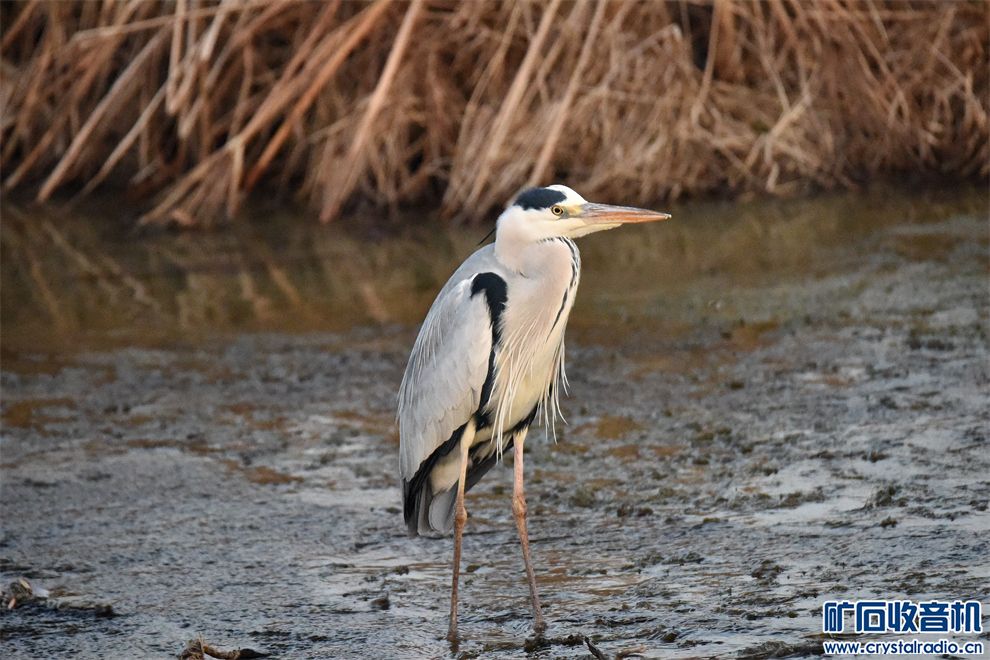 DSC_2443_.jpg