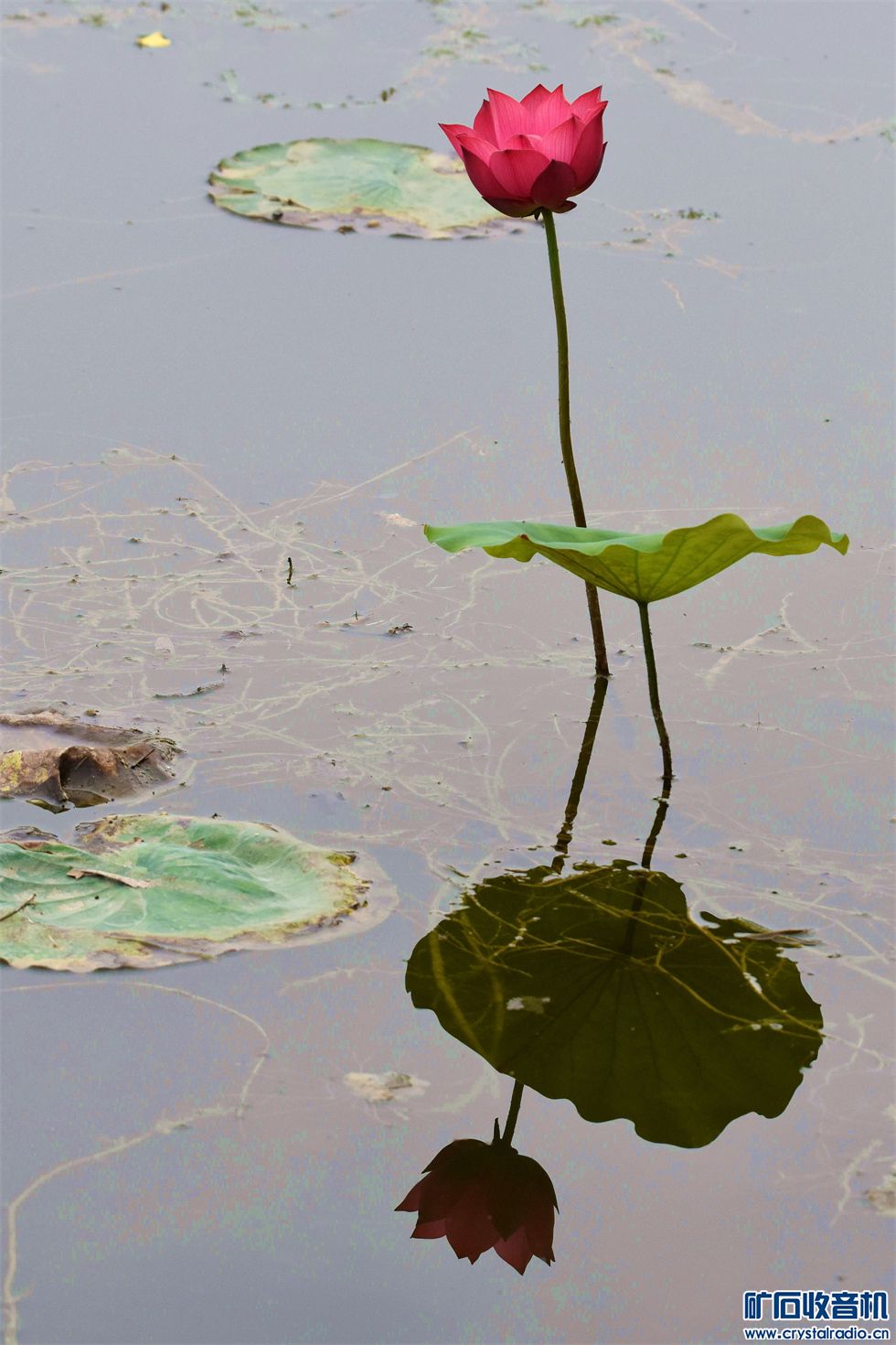 DSC_8186__.jpg