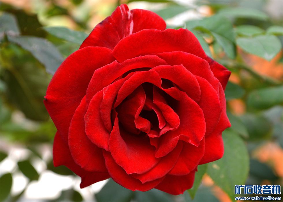 高效实用的红糖有哪些