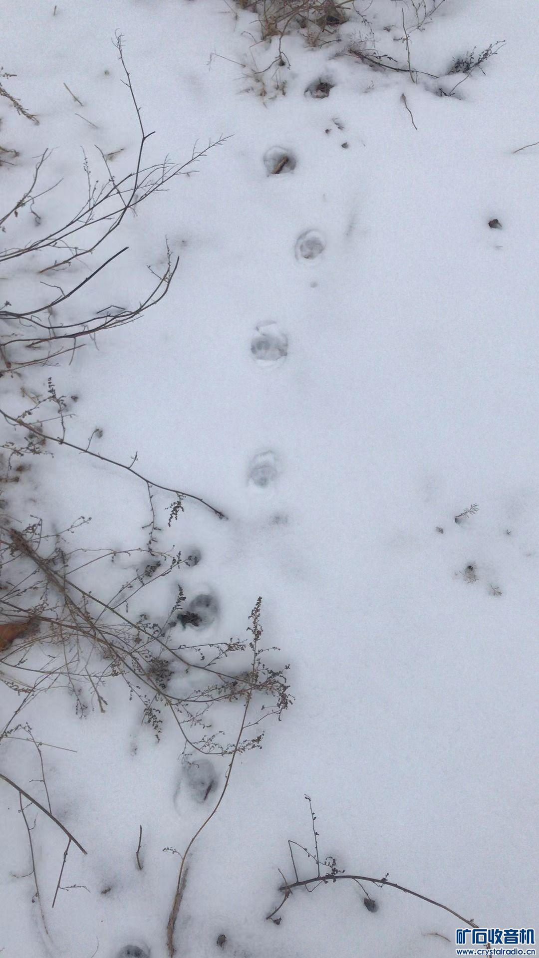 three cat footprints in the snow | Animal Stock Photos ~ Creative Market