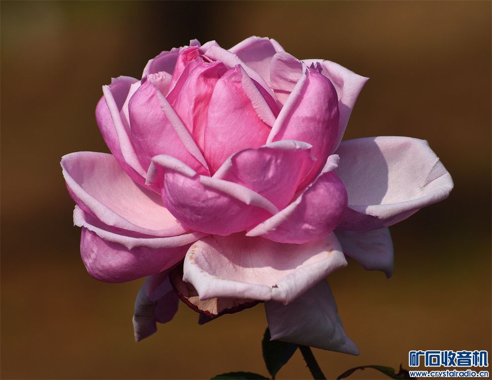 DSC_7349_.jpg