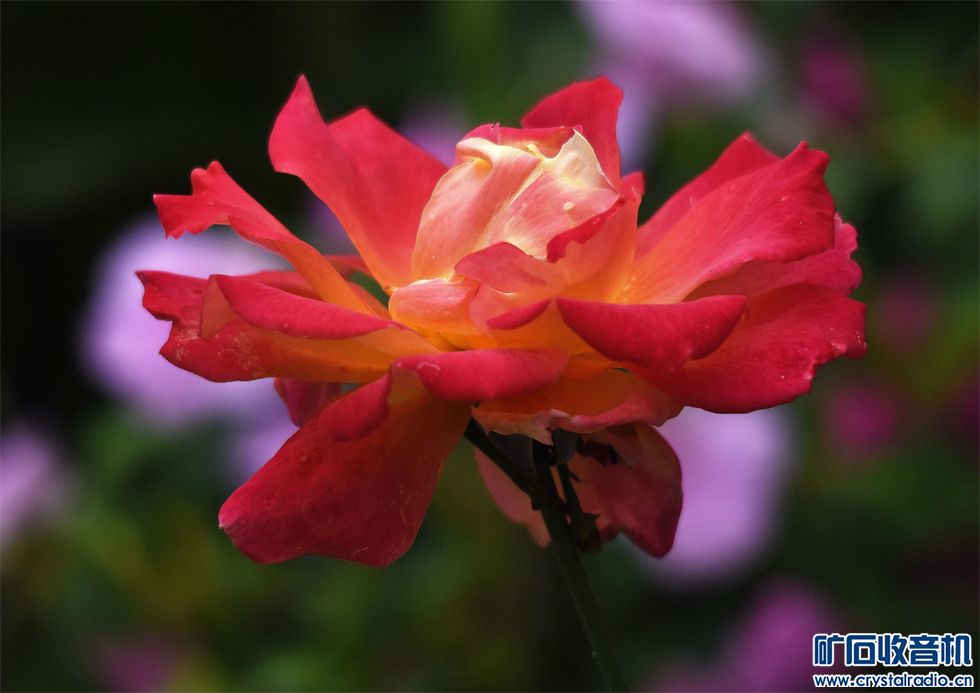 DSC_7649_.jpg