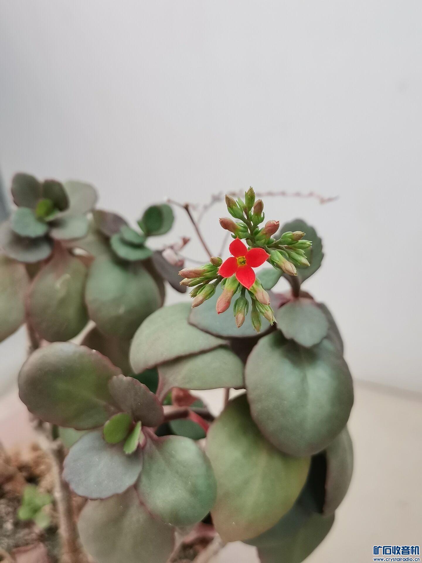 Image_1706168561145.jpg