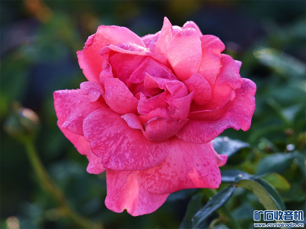 DSC_2277_.jpg