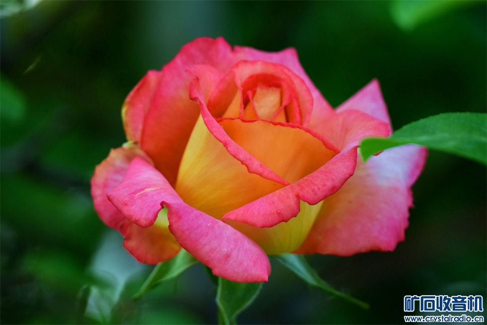 DSC_6178__.jpg