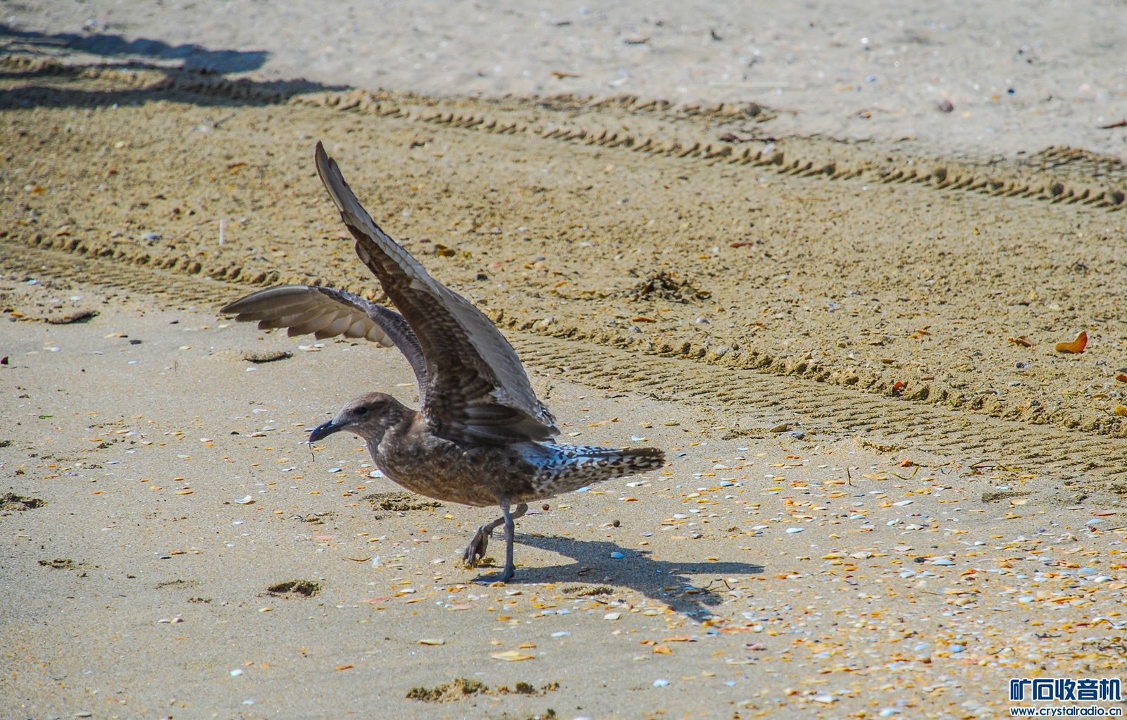 DSC_0095.JPG