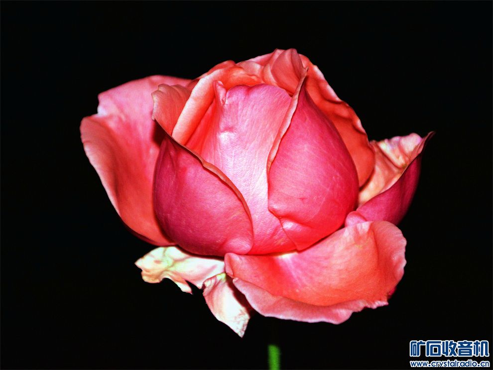 DSC_8475__.jpg