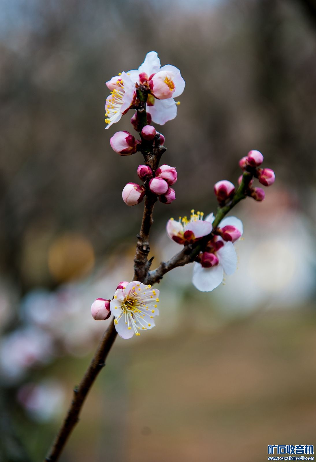 DSC_5091.JPG
