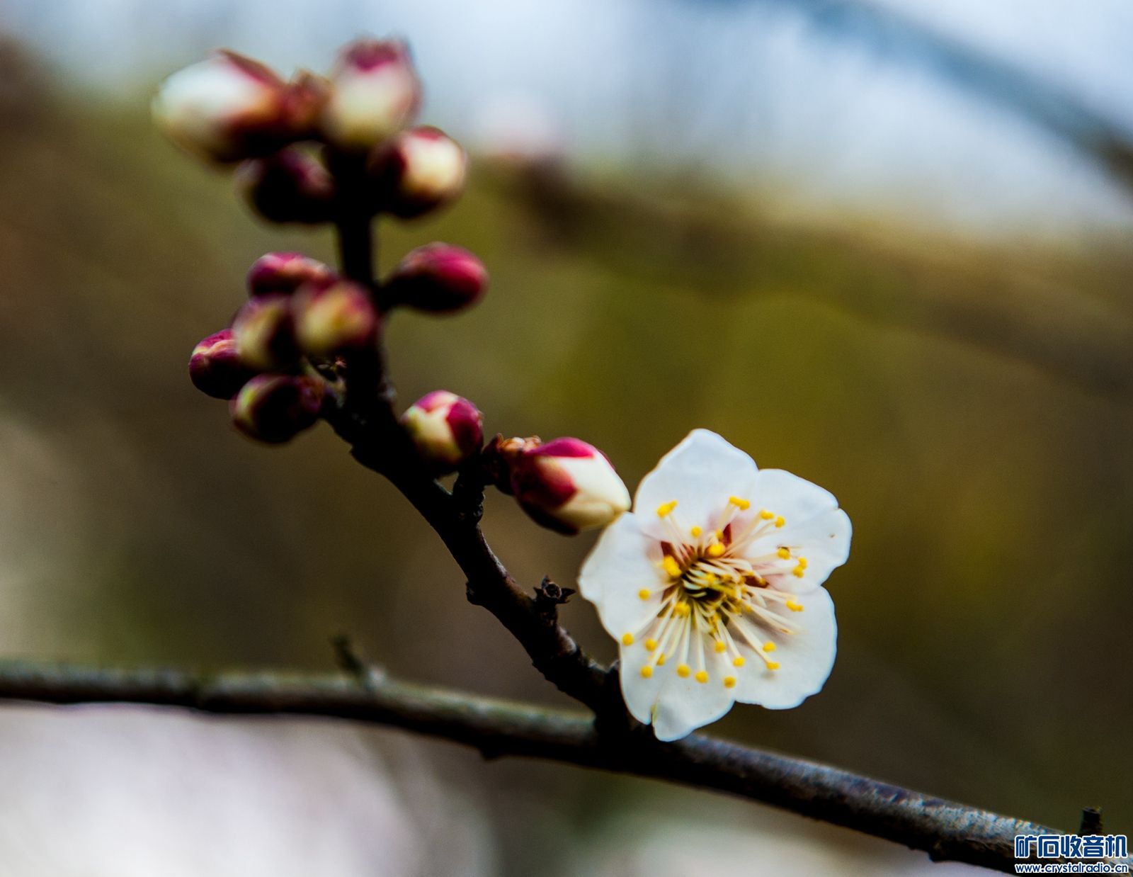 DSC_5097.JPG