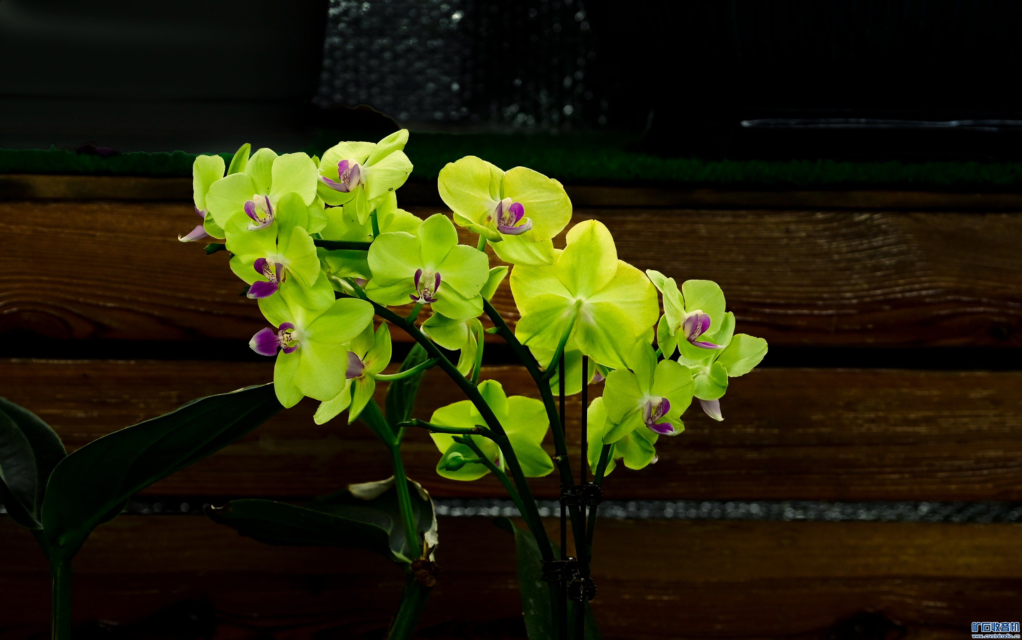 _DSC8538 .jpg