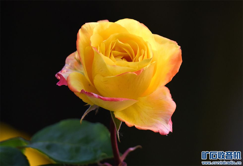 DSC_6648__.jpg