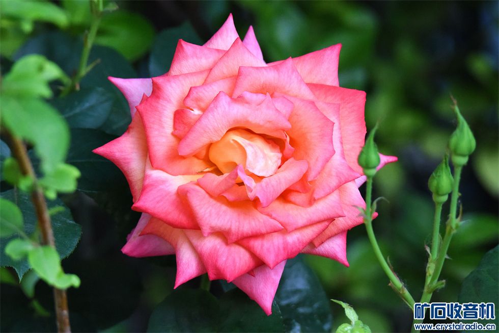 DSC_6747__.jpg