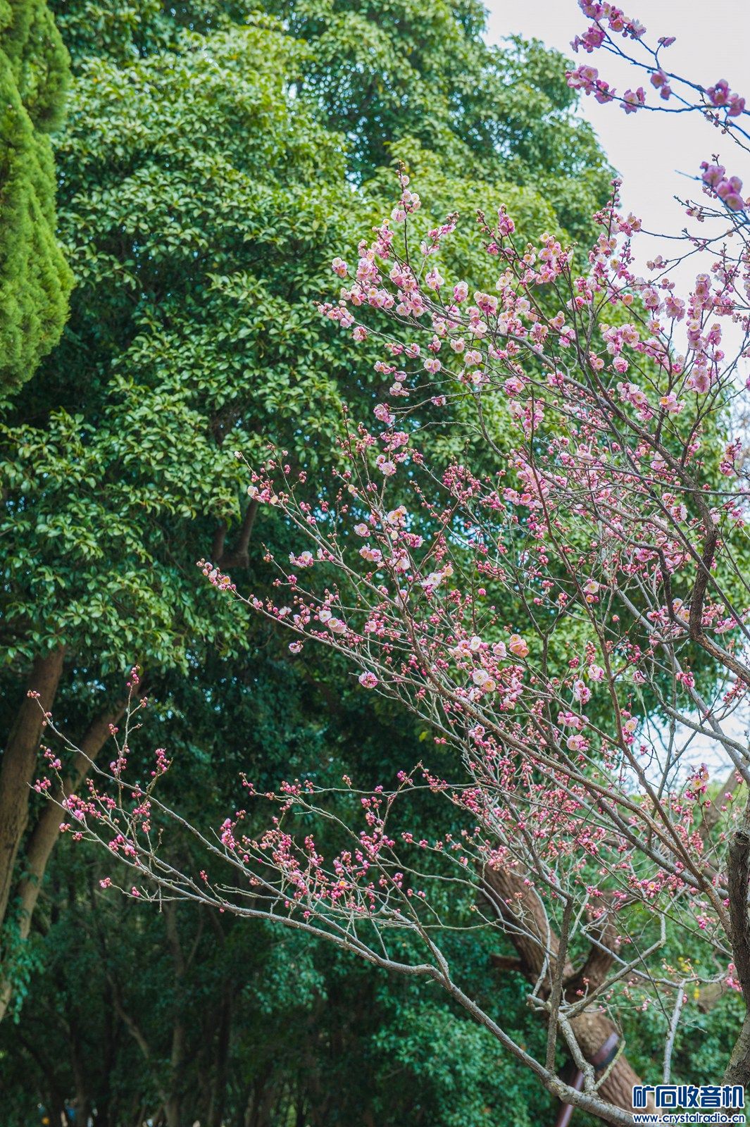 DSC_5078.JPG