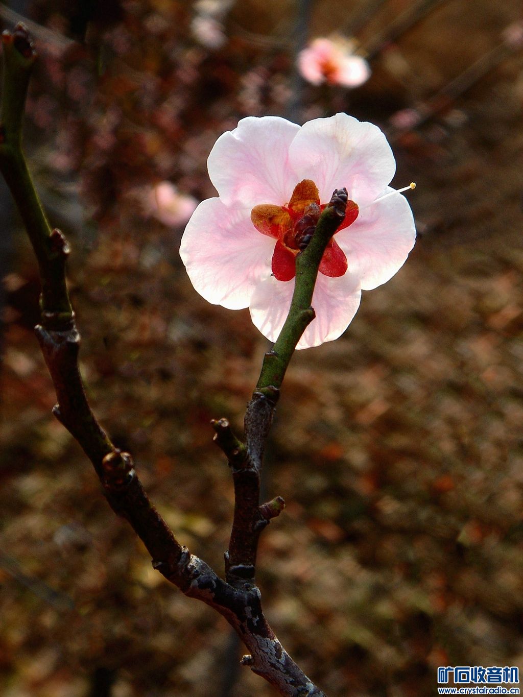 DSC02076__.jpg